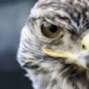 Meet your Posher, Gideon